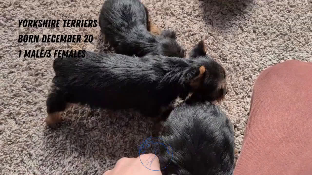 Yorkshire Terrier dogs for sale: Duke - Video 3