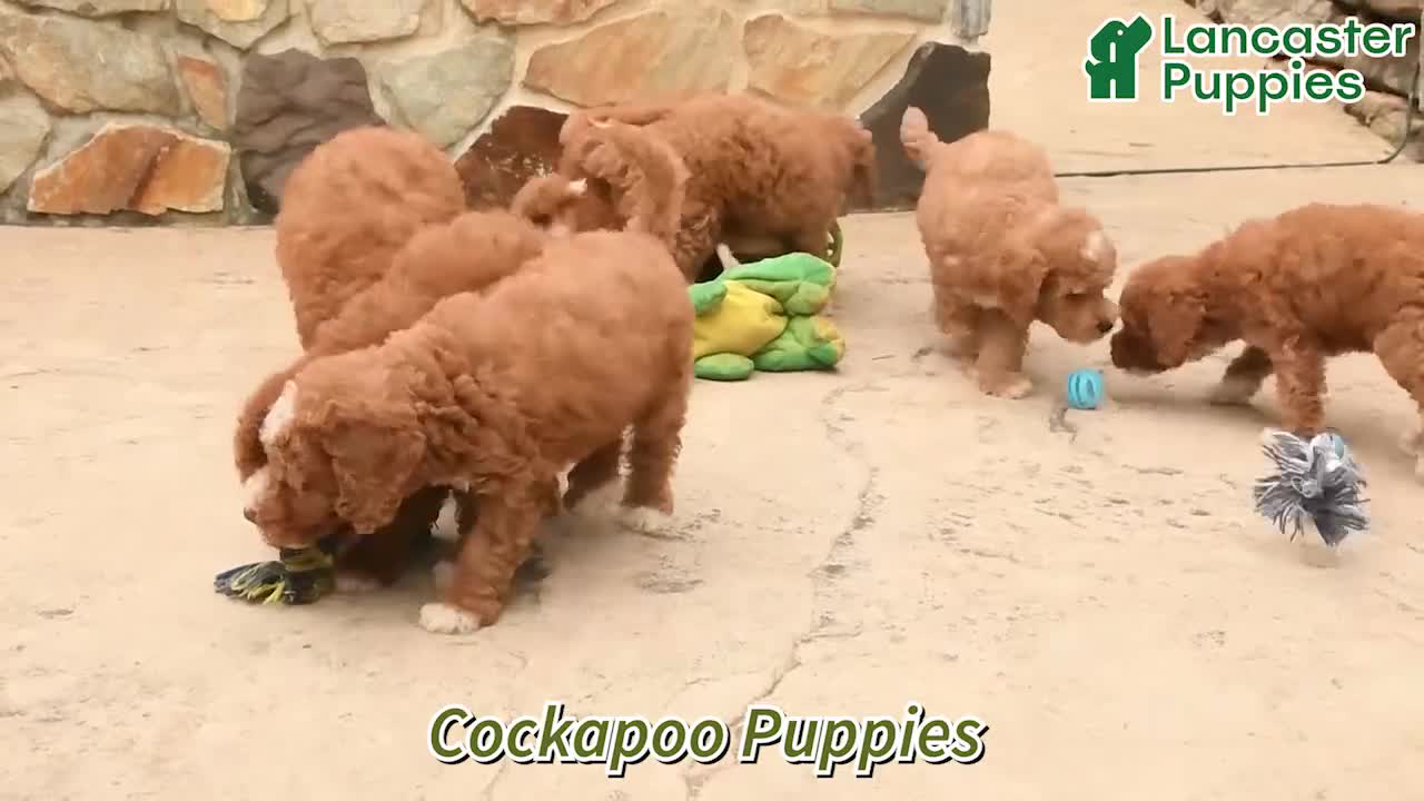 Cockapoo dogs for sale: Owen - Video 1