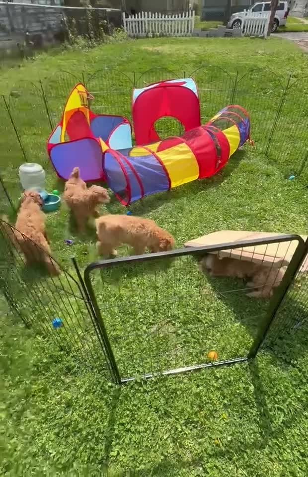 Goldendoodle dogs for sale: Junior  (Multi-gen🐕) - Video 3