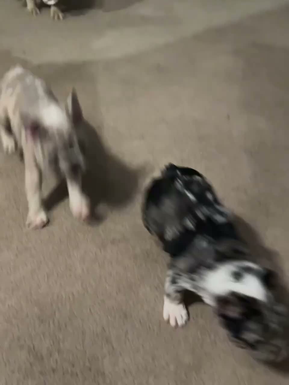 French Bulldog dogs for sale: Coco  - Video 1