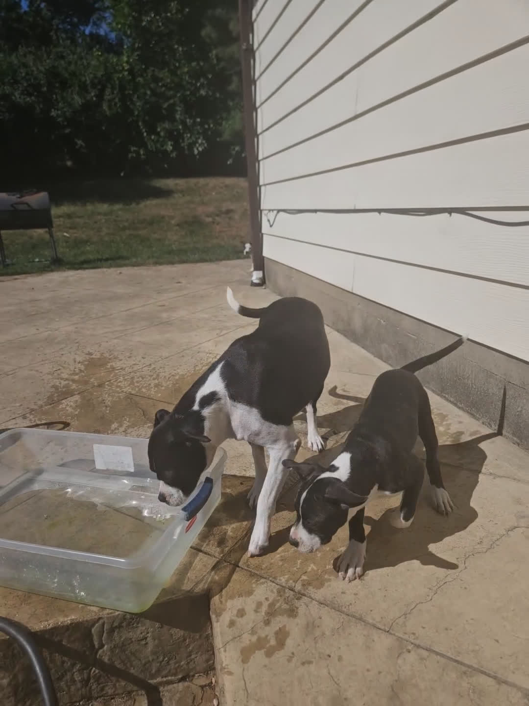 Mixed Breed dogs for sale: Star - Video 3