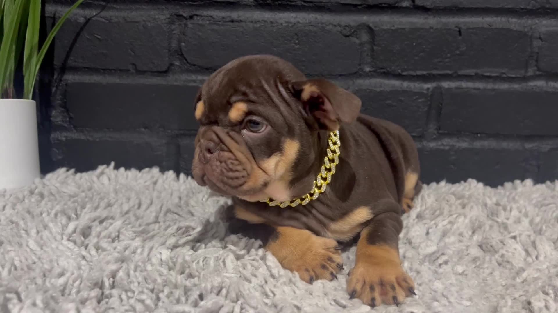 English Bulldog dogs for sale: Rose - Video 1