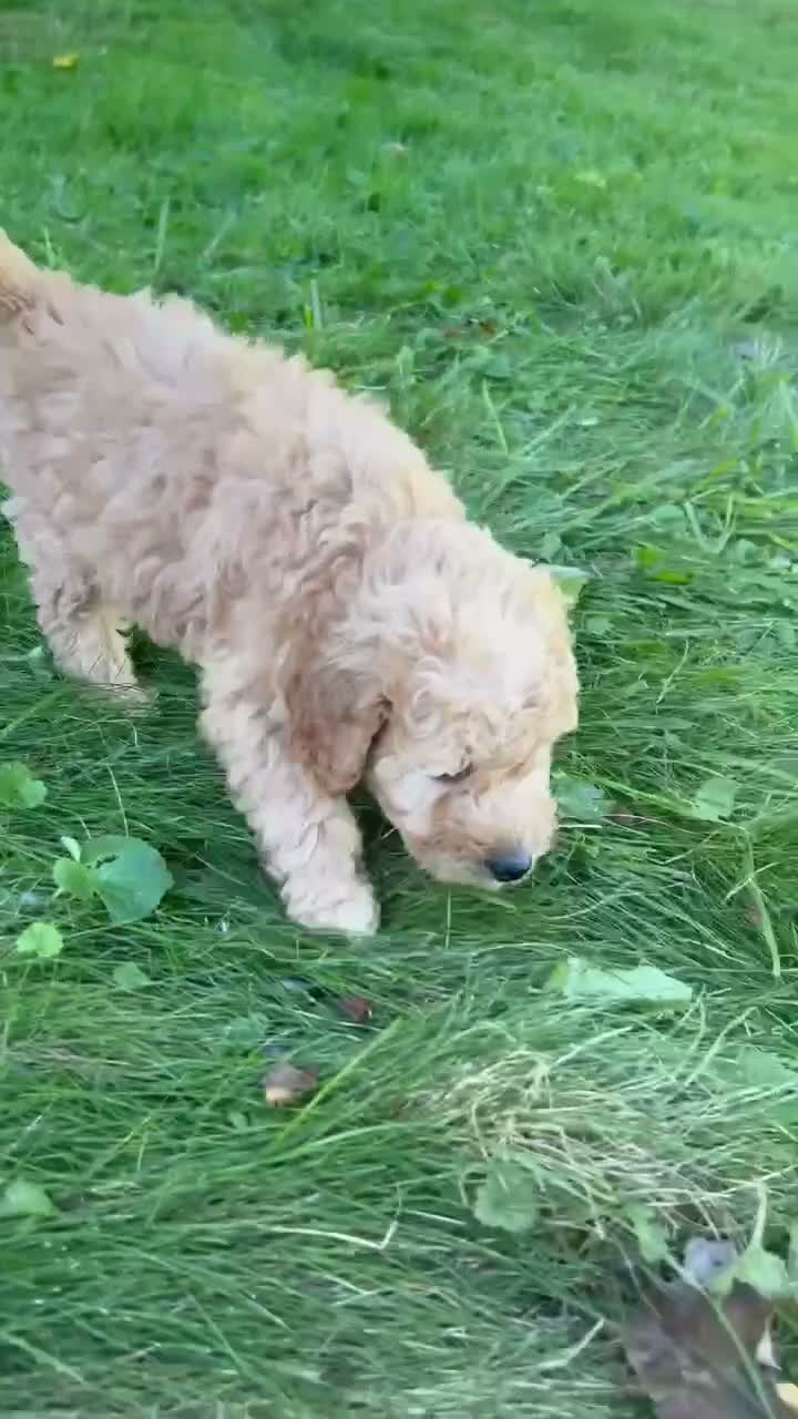 Mini Goldendoodle dogs for sale: Marla 🎀 - Video 1