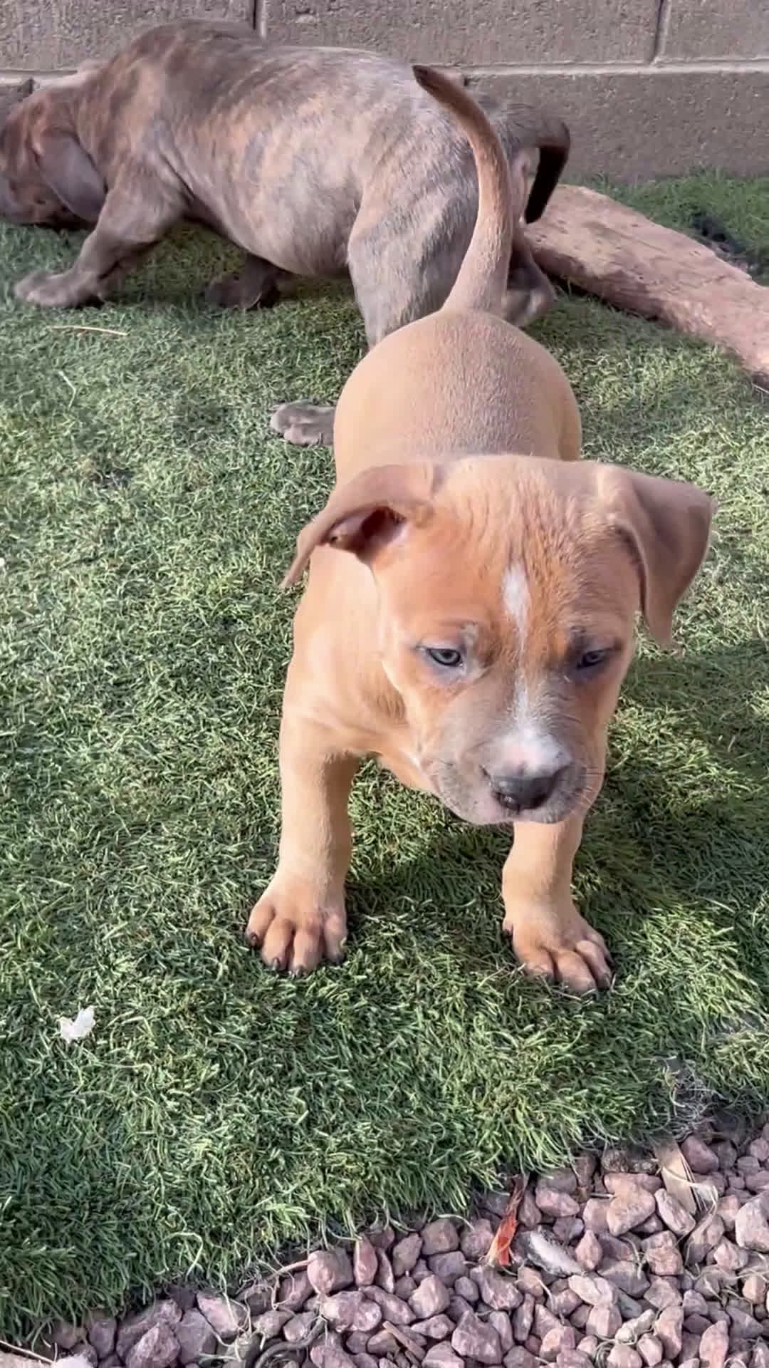 American Bully dogs for sale: American Bully Puppy 3 - Video 1