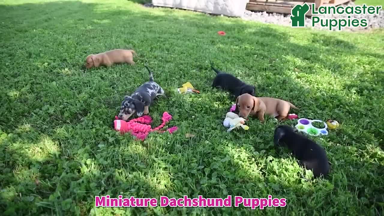 Miniature Dachshund dogs for sale: Corey - Video 1
