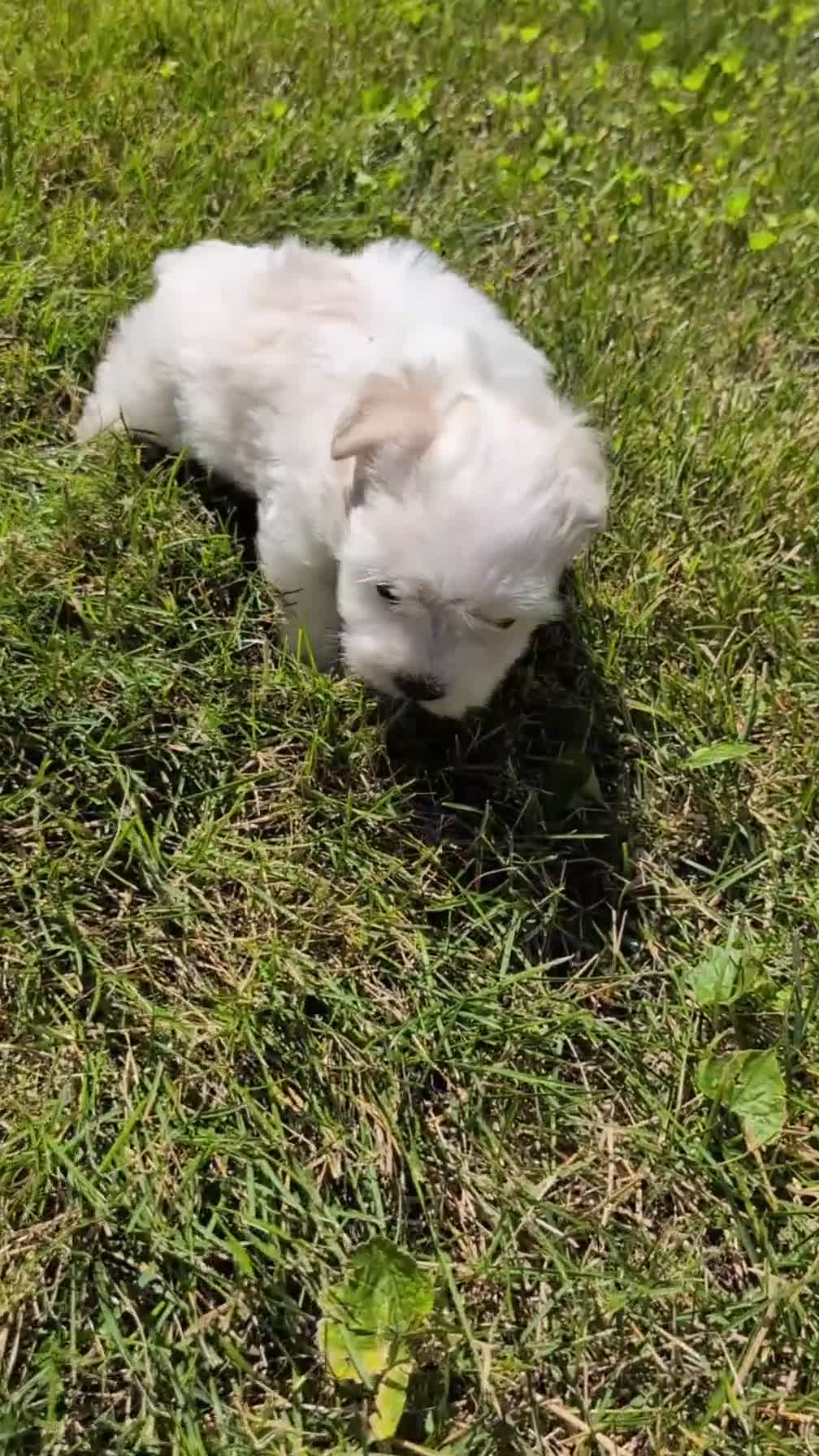 Havanese dogs for sale: Turbo - Video 1
