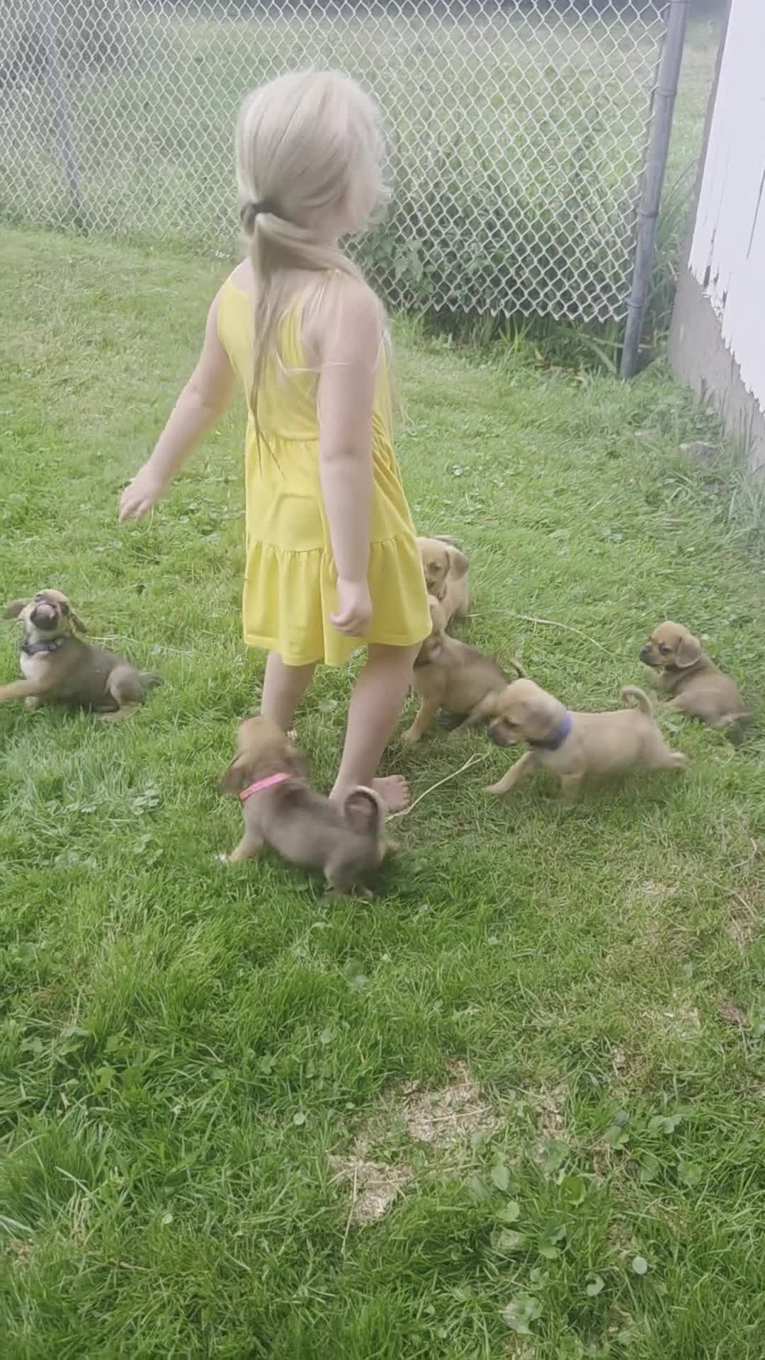 Puggle dogs for sale: Smudge - Video 1