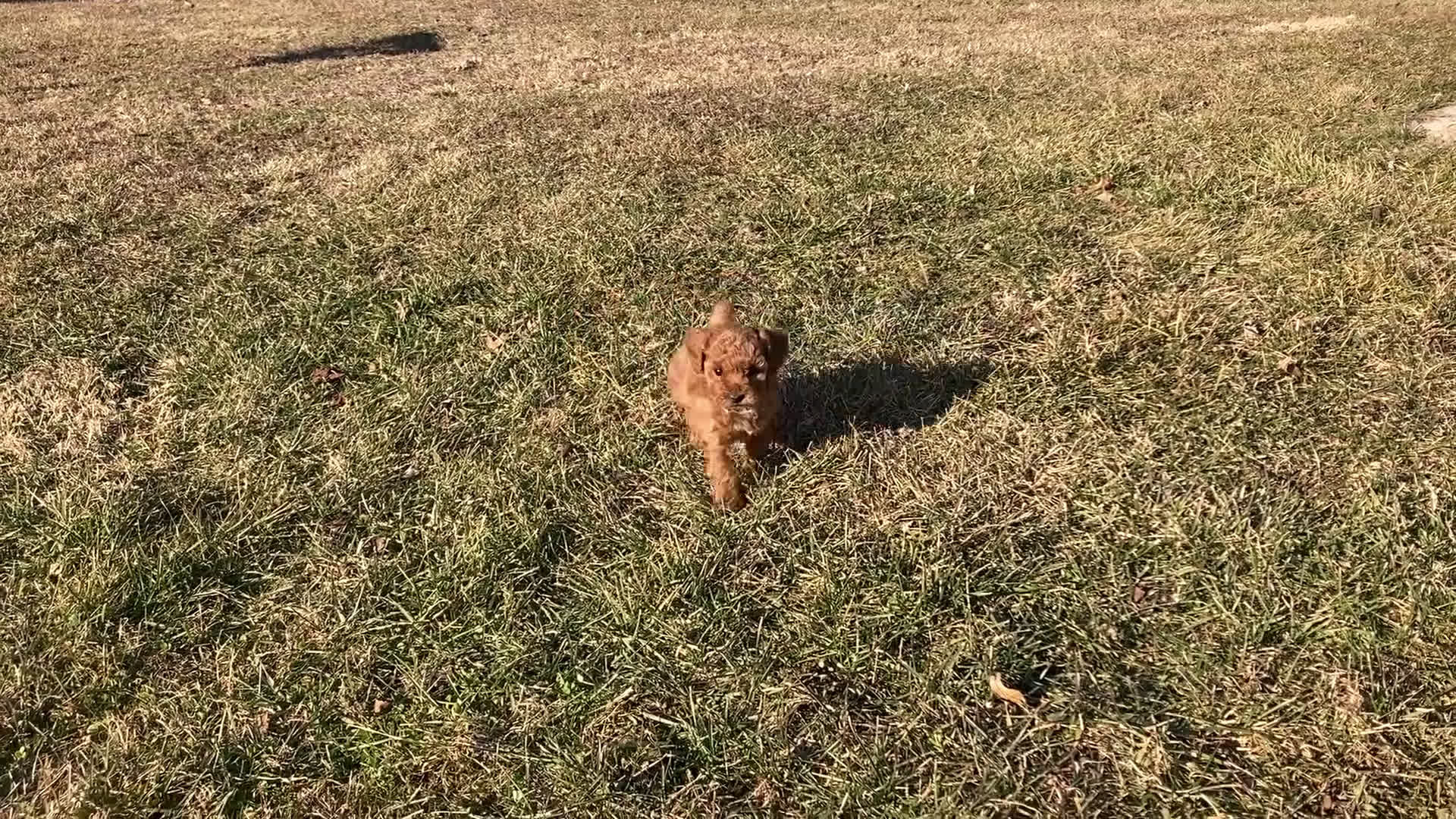 Toy Poodle dogs for sale: Brooke - Video 1