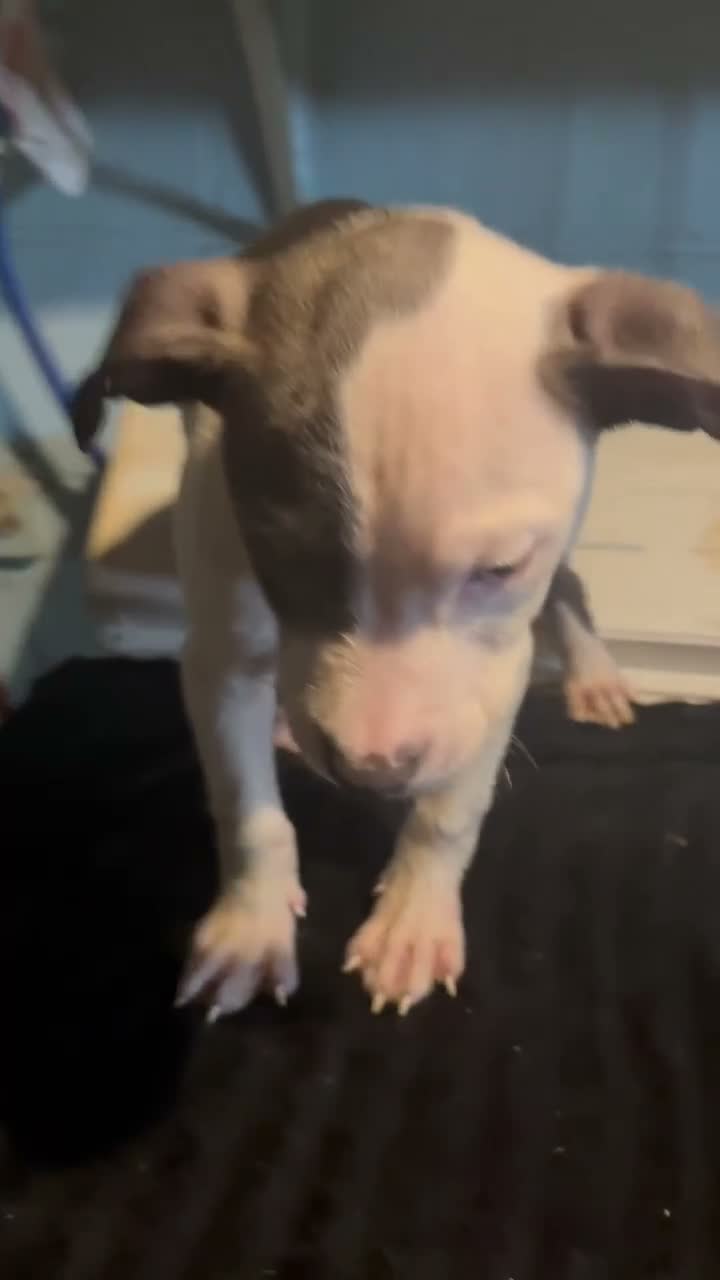 American Staffordshire Terrier dogs for sale: American Staffordshire Terrier 4 - Video 1
