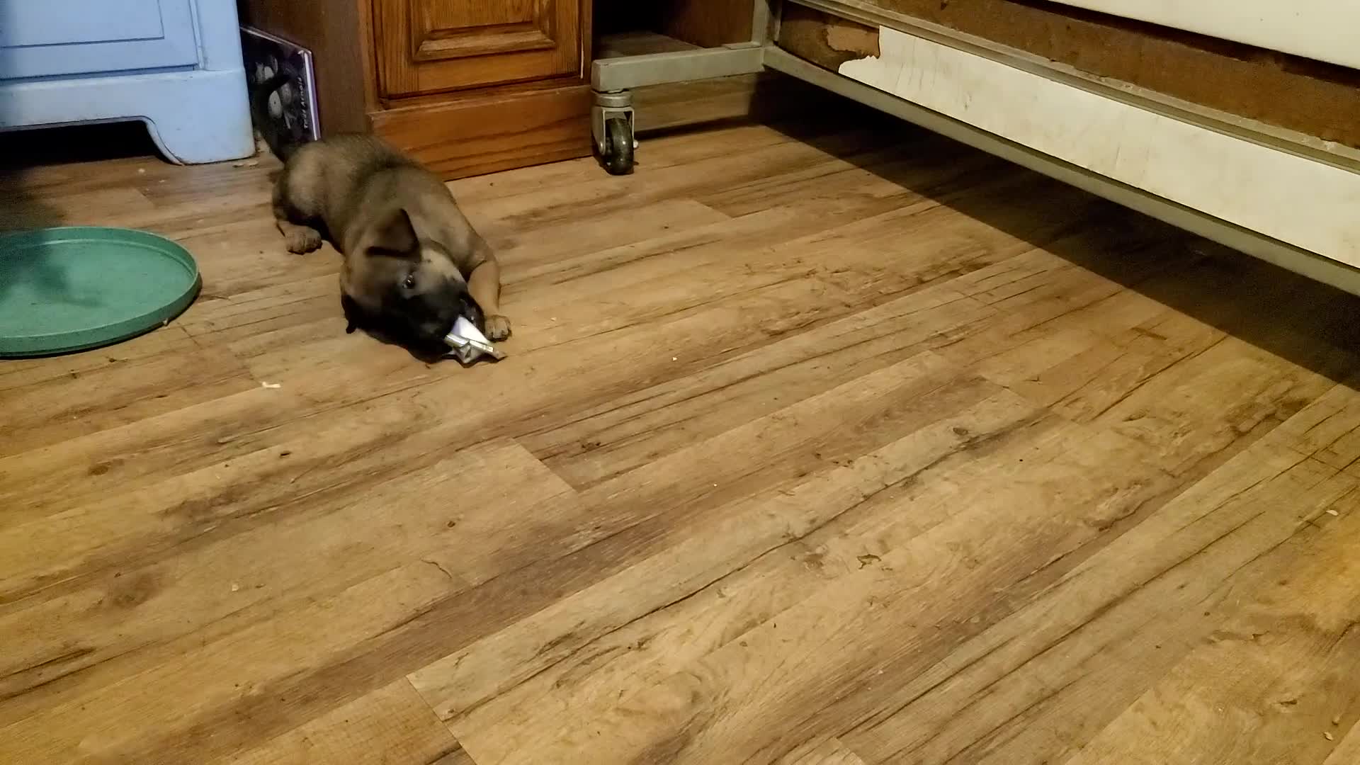 Mixed Breed dogs for sale: Solo - Video 1