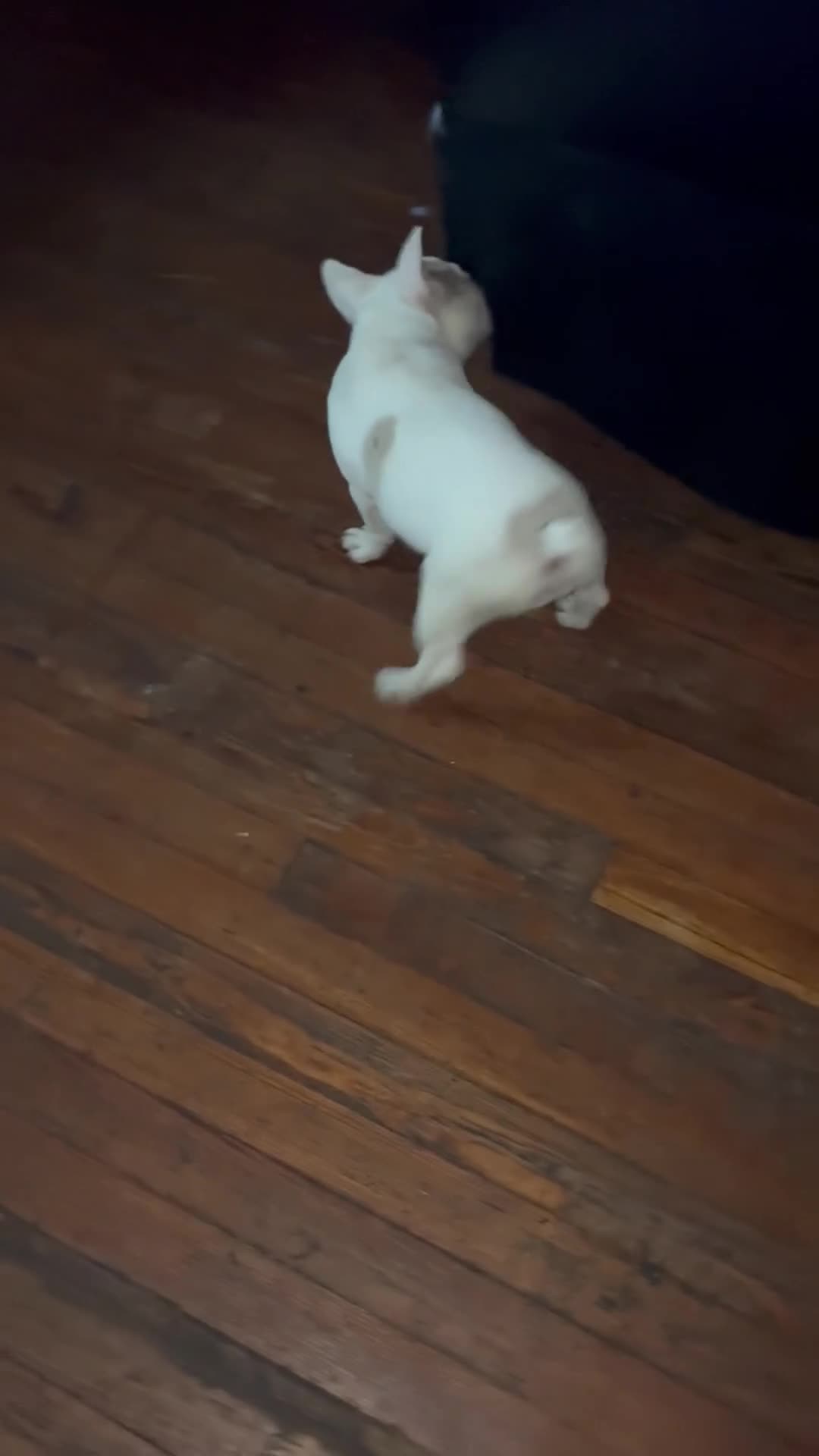French Bulldog dogs for sale: Glacier  - Video 1