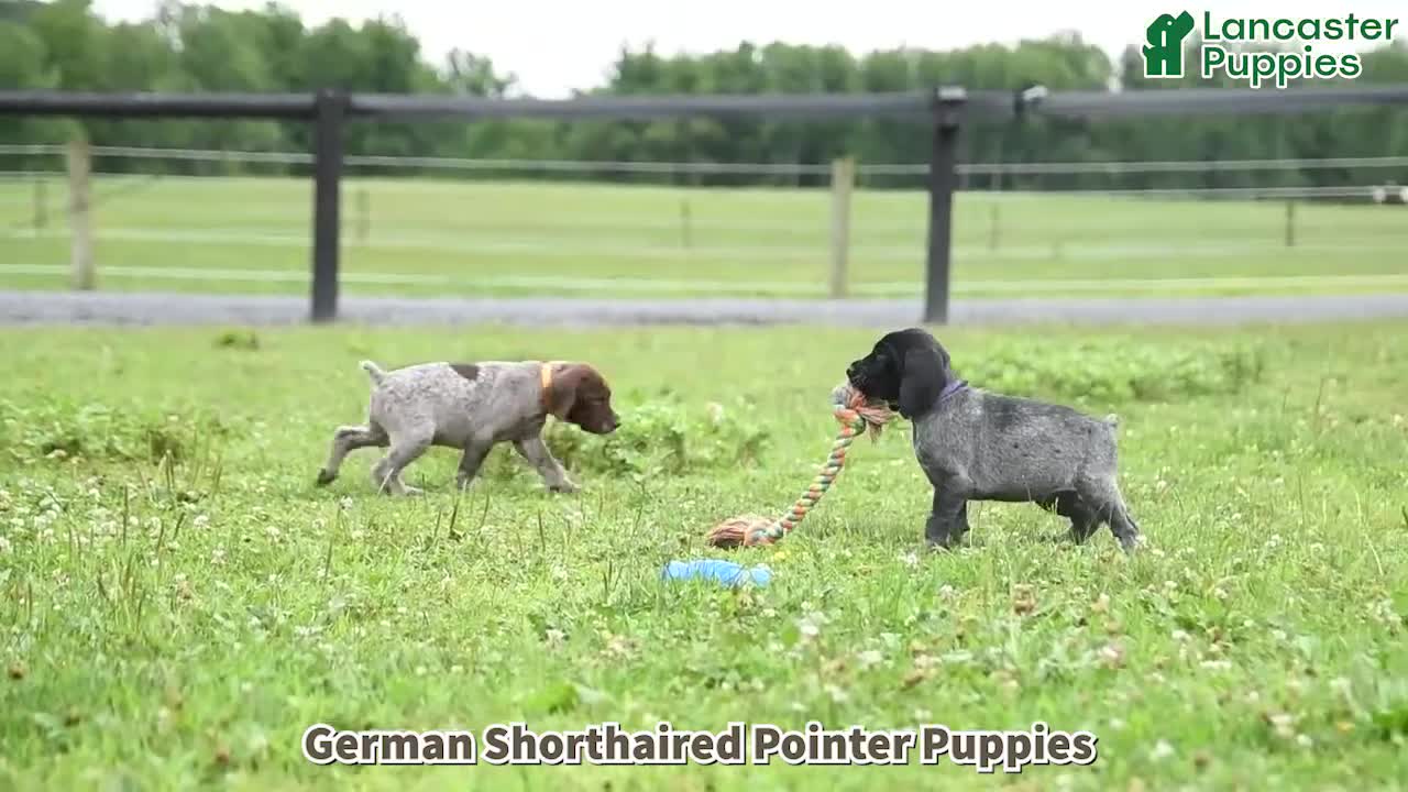German Shorthaired Pointer dogs for sale: Harley - Video 1