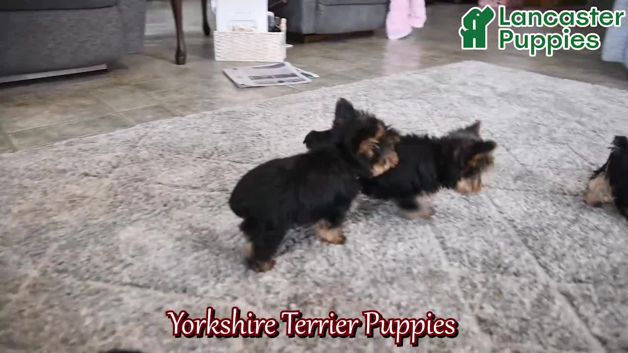 Yorkshire Terrier dogs for sale: Macey - Video 1