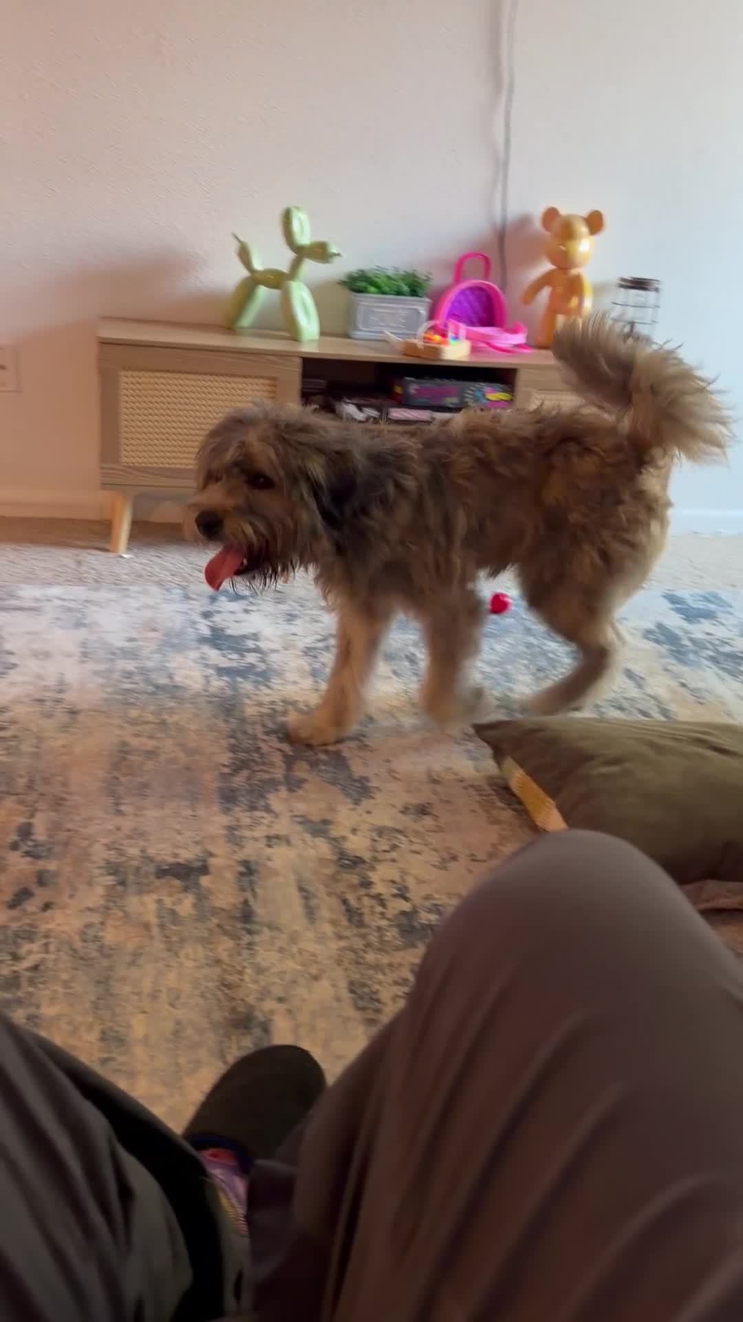 Soft Coated Wheaten Terrier dogs for sale: Soft Coated Wheaten Terrier Puppy 1 - Video 1