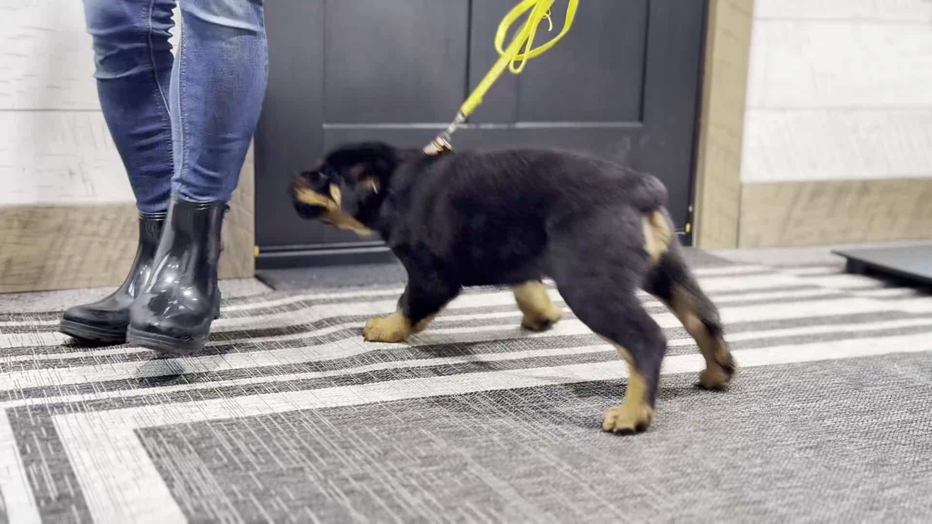 Rottweiler dogs for sale: Eagle - Video 1