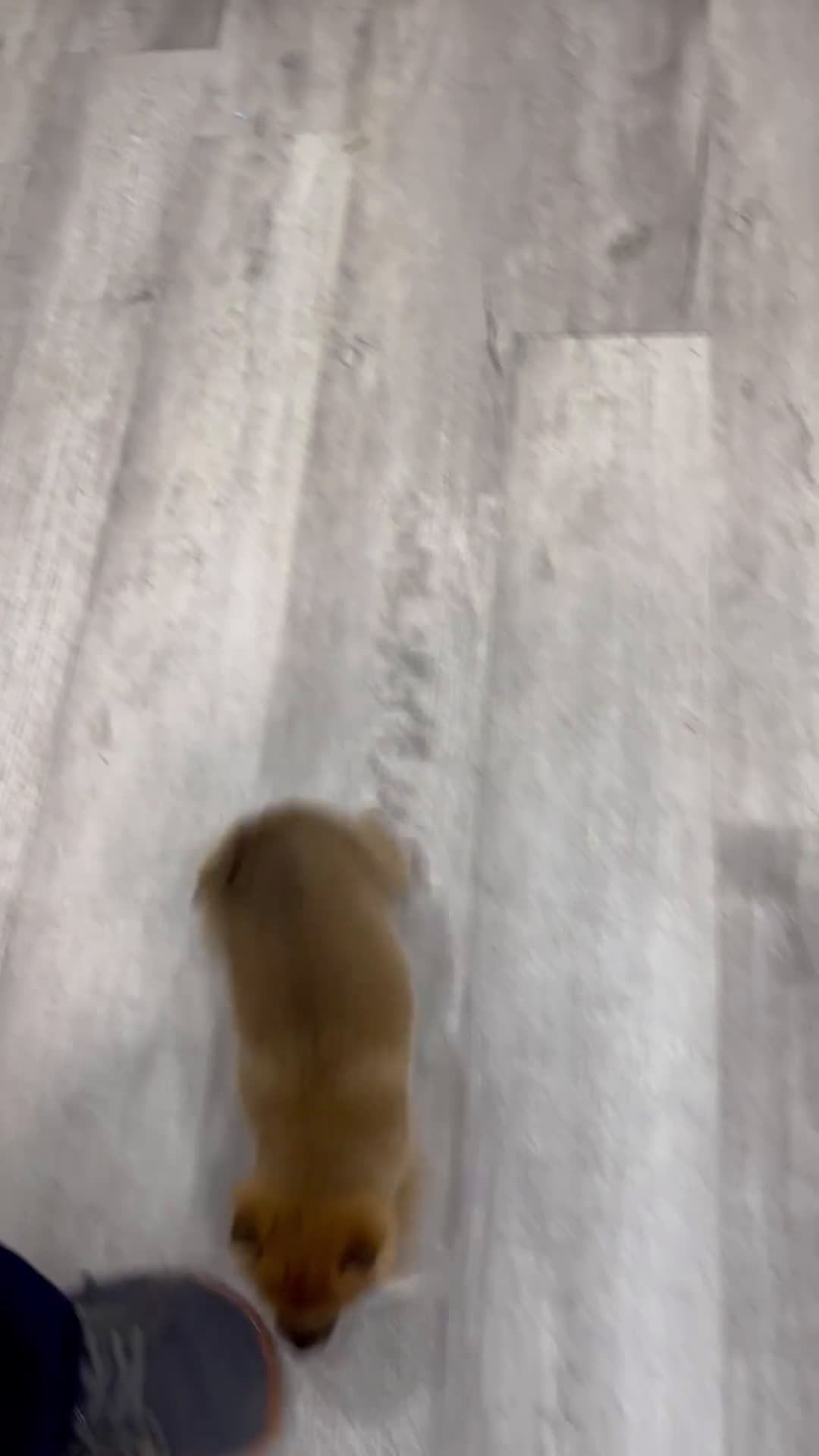 Shiba Inu dogs for sale: Candy - Video 1