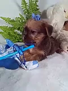 Shorkie dogs for sale: Baby - Video 1
