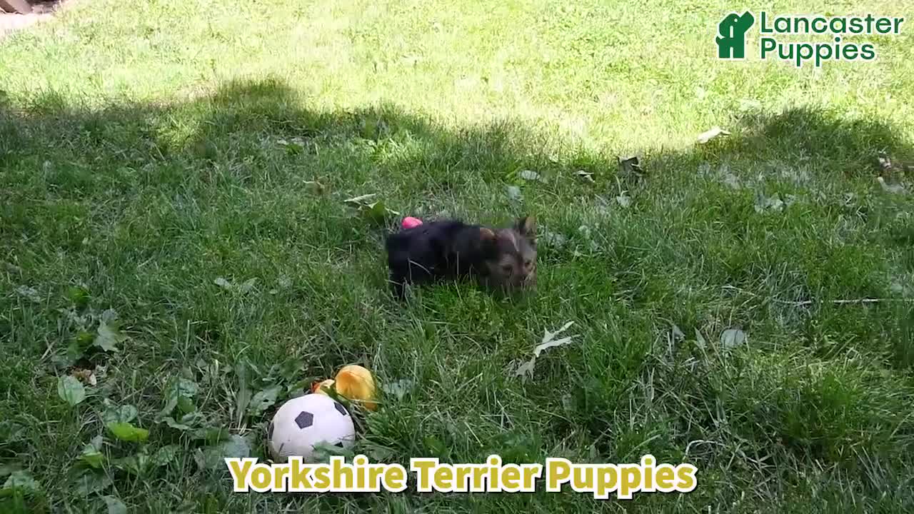Yorkshire Terrier dogs for sale: Sparky - Video 1