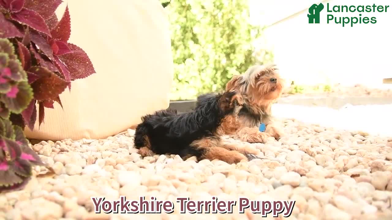 Yorkshire Terrier dogs for sale: Twilight - Video 1