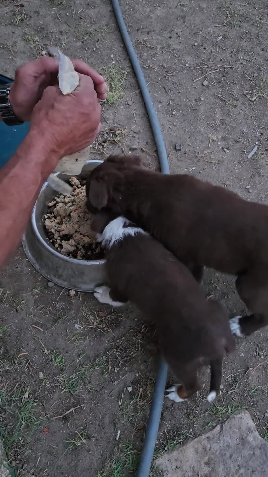 Australian Shepherd dogs for sale: Midget - Video 4