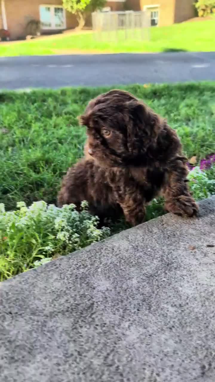 Cavapoo dogs for sale: Susie  - Video 1