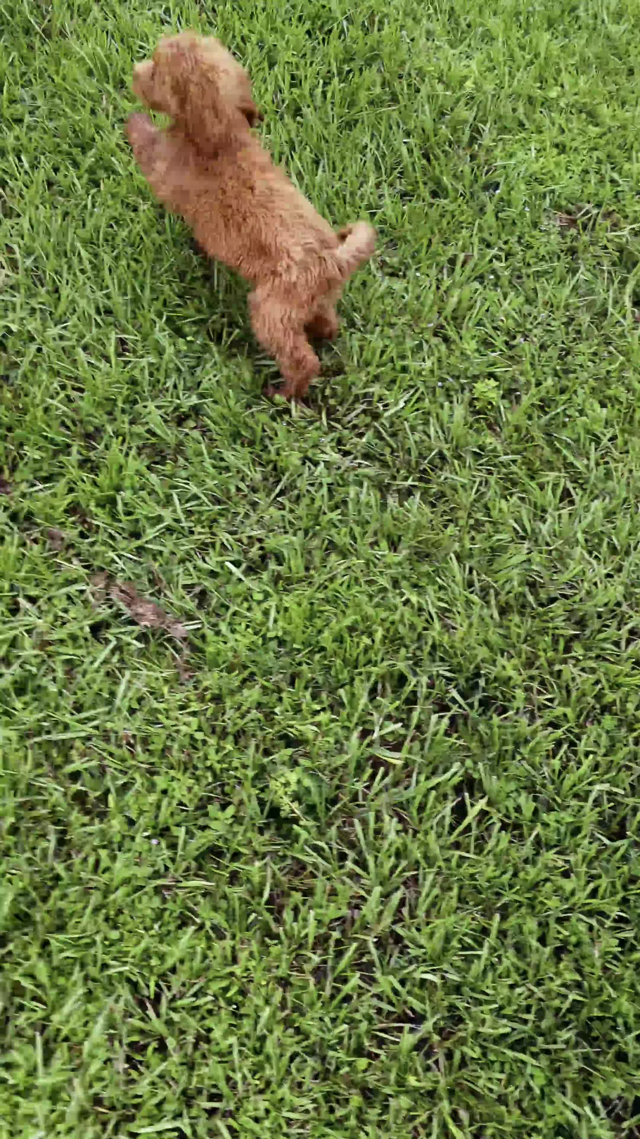 Goldendoodle dogs for sale: Milo - Video 2