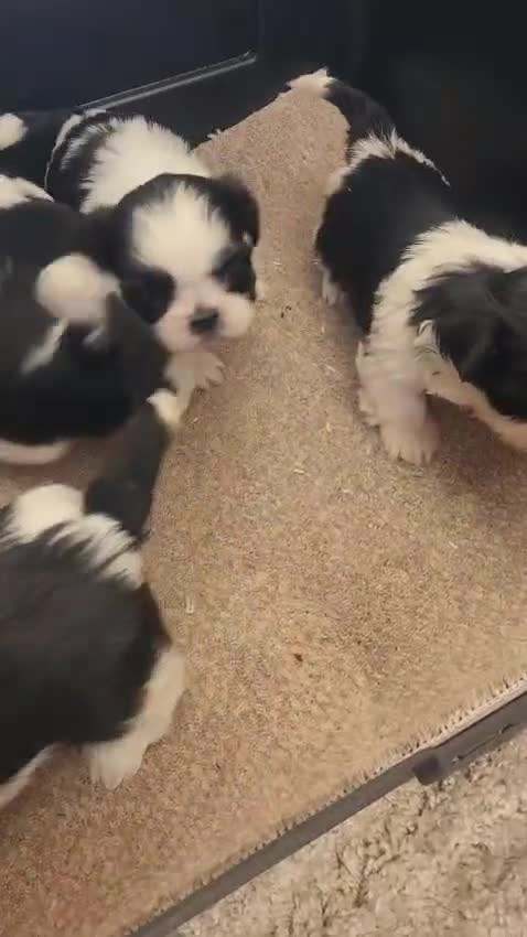 Shih Tzu dogs for sale: Shih Tzu 4 - Video 1