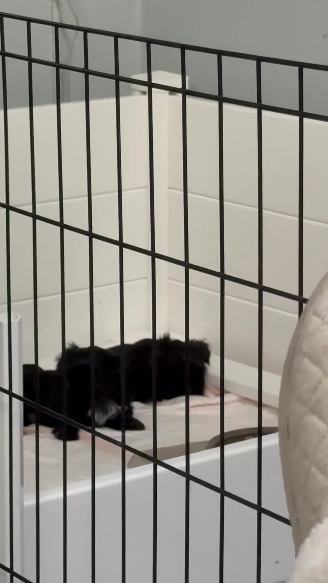 Shih Tzu dogs for sale: Shih Tzu Puppy 1 - Video 1