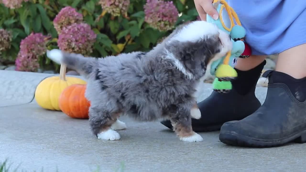 Mini Bernedoodle dogs for sale: Shadow - Video 1