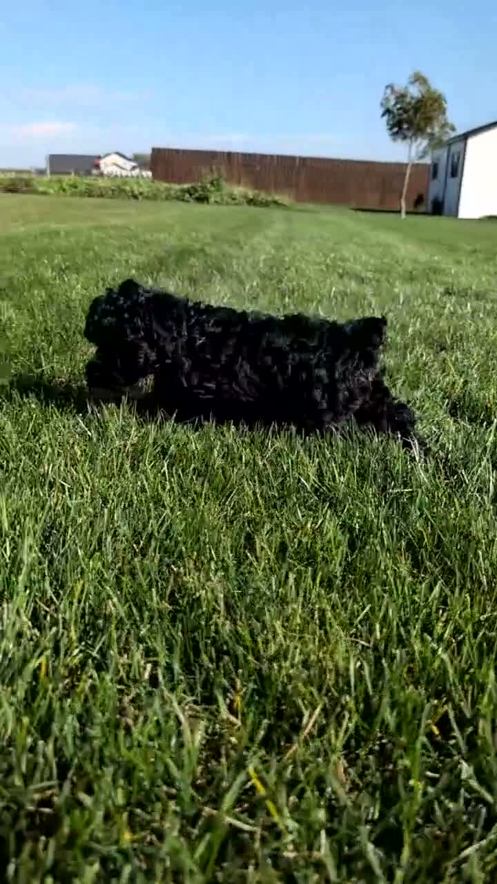 Miniature Poodle dogs for sale: Hazel - Video 1