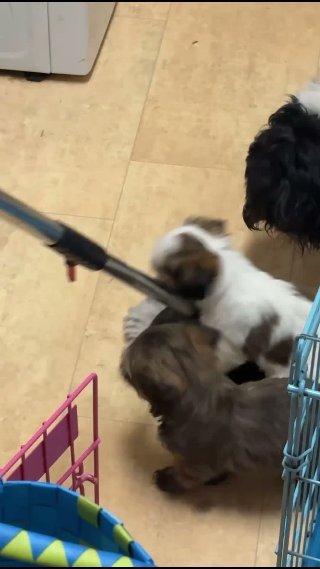 Shorkie dogs for sale: Shorkie 2 - Video 1