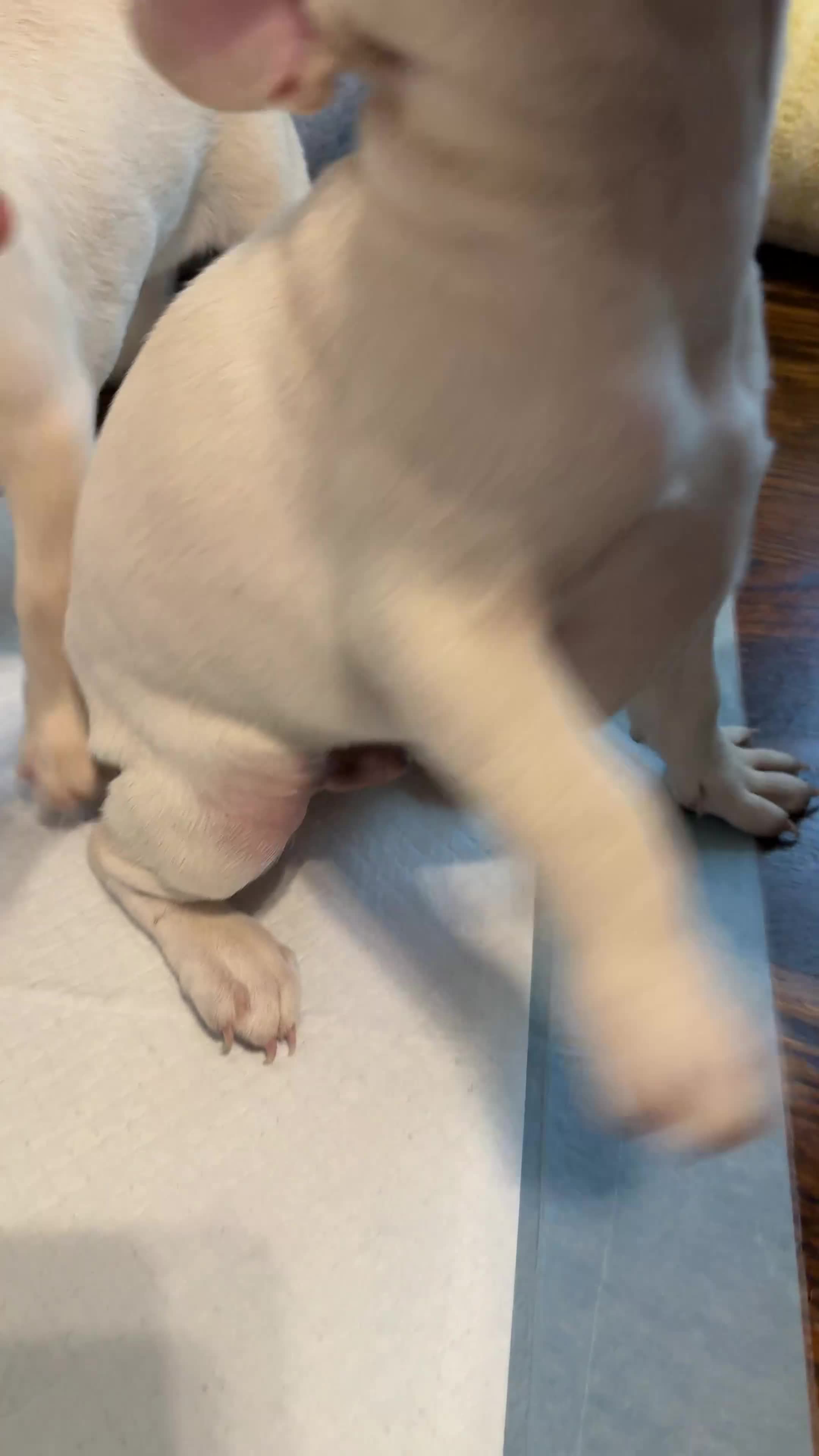French Bulldog dogs for sale: French Bulldog 1 - Video 1
