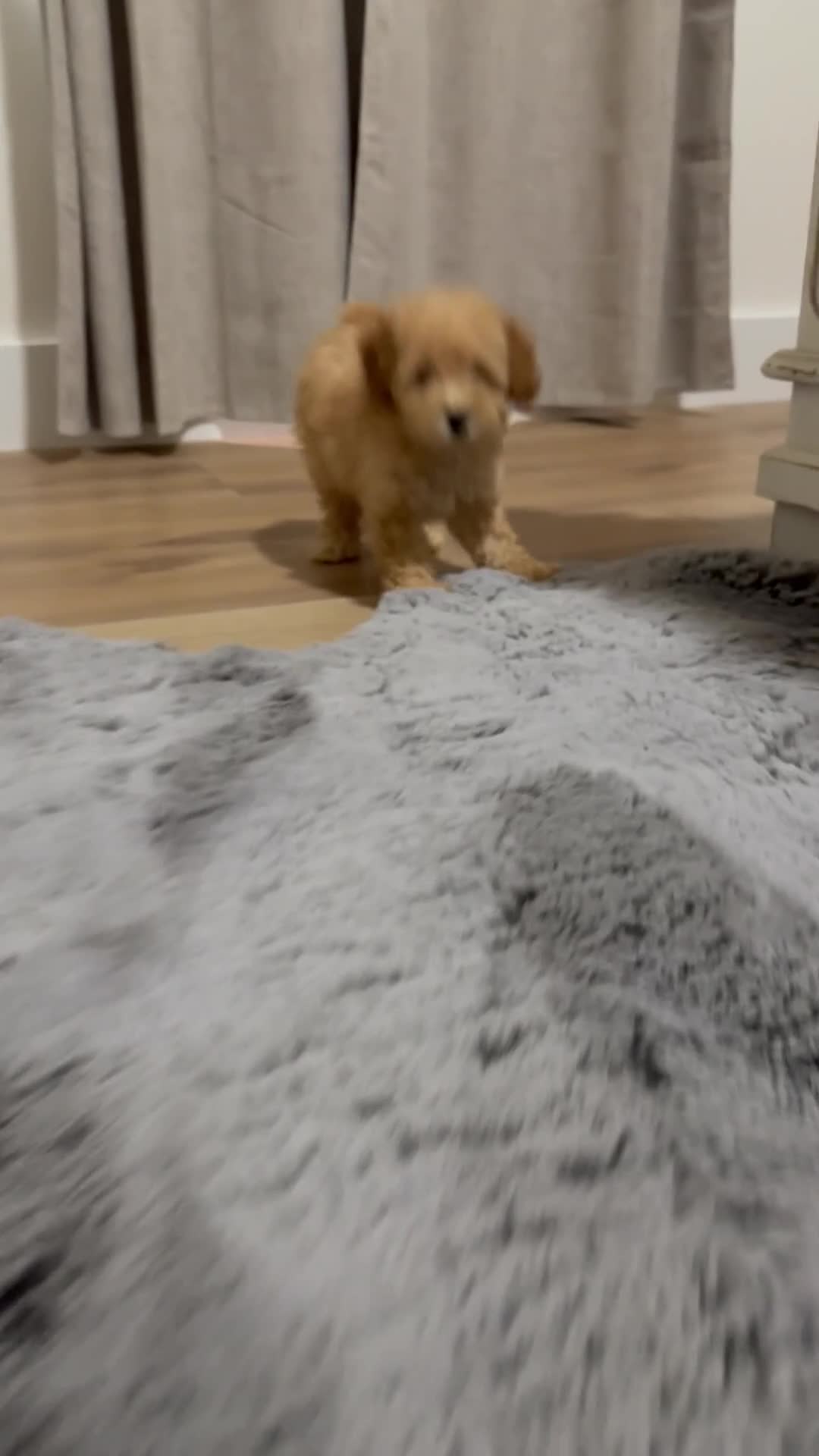 Toy Poodle dogs for sale: Goldie  - Video 3
