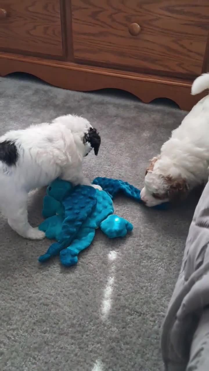 Double Doodle dogs for sale: Winnie - Video 1