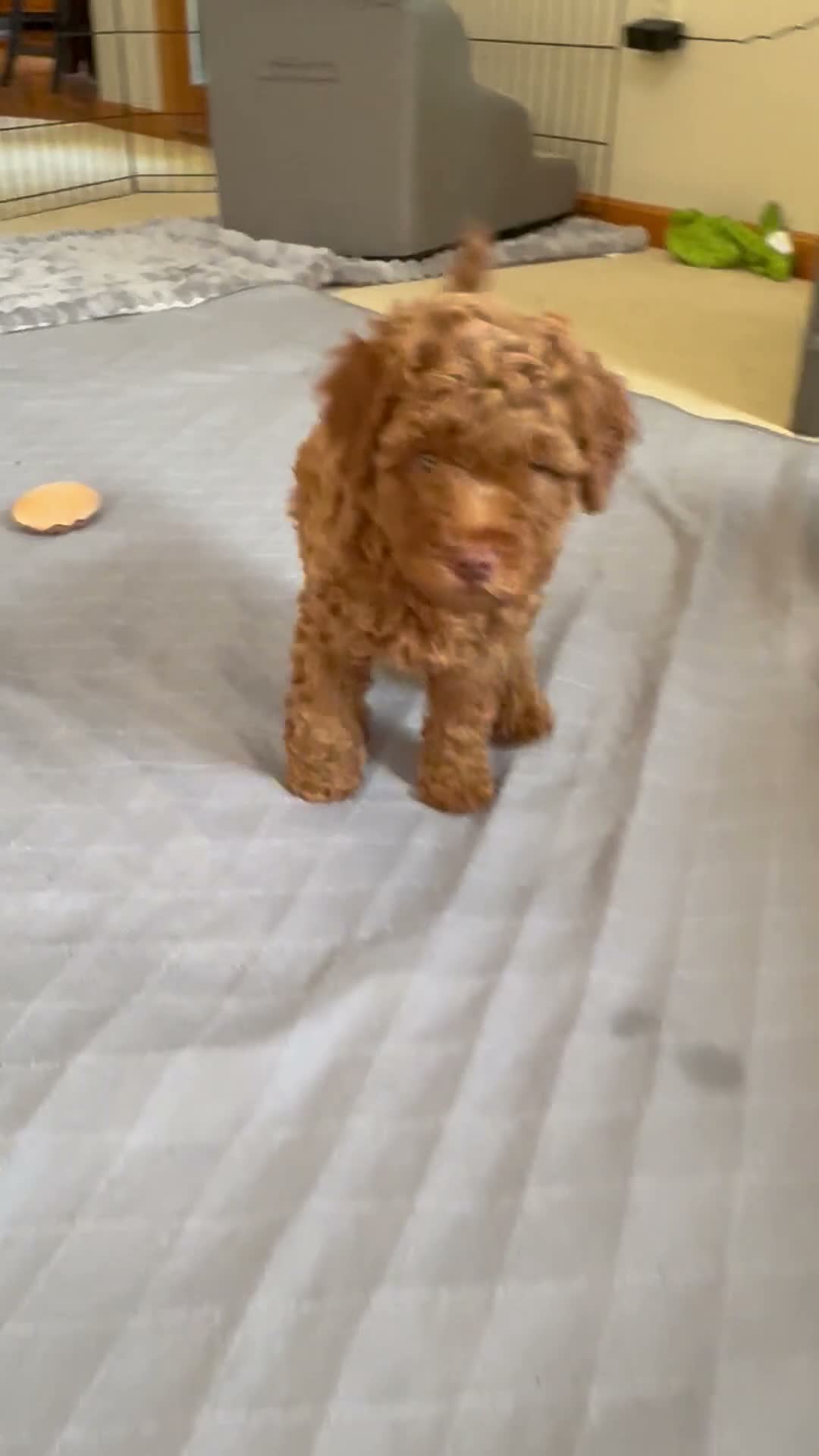 Mini Goldendoodle dogs for sale: Laney - Video 1
