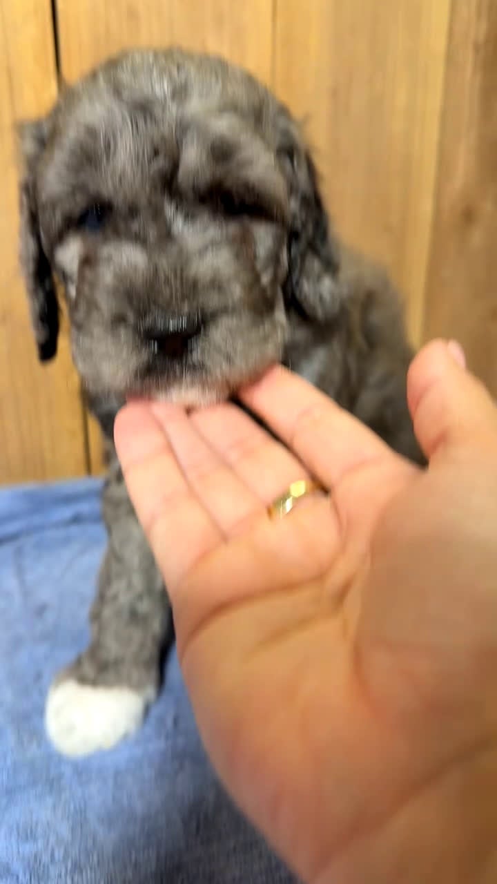 Mixed Breed dogs for sale: Medium F1b Bernedoodle - Scarlett - Video 3