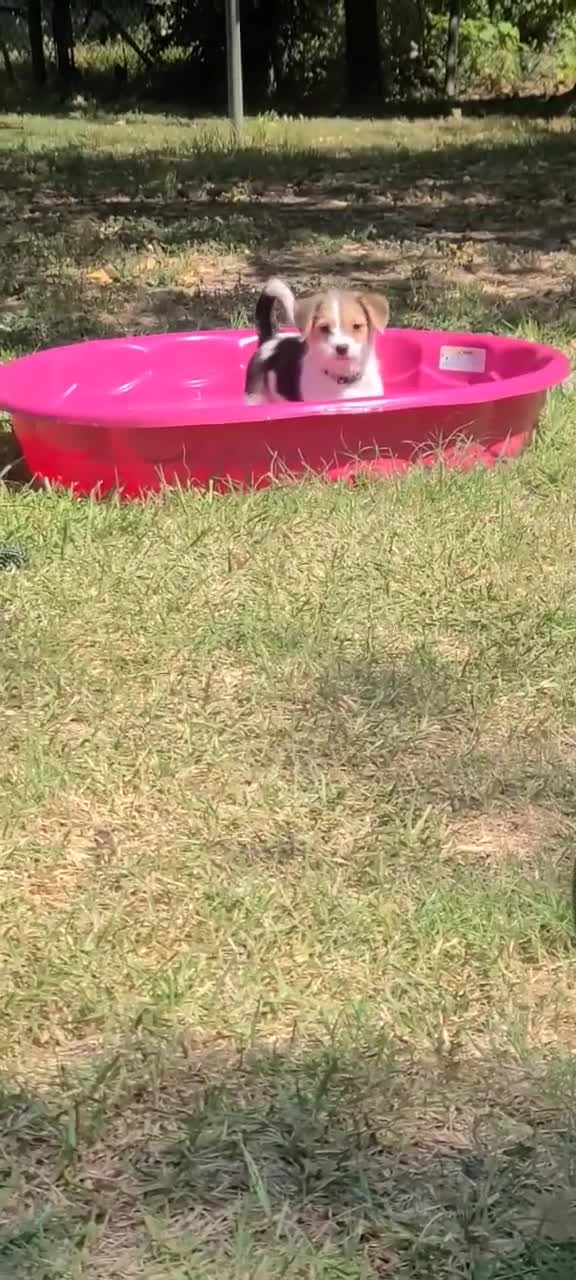 Mixed Breed dogs for sale: Daisy - Female - White/Black/Brown - Video 3