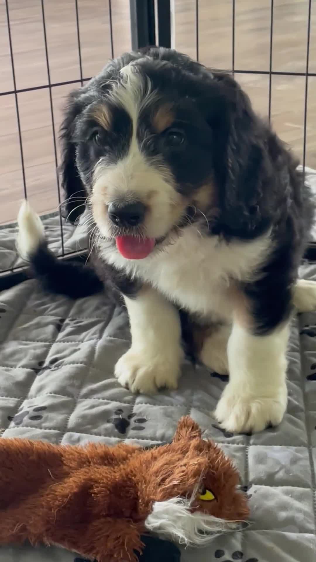 Bernedoodle dogs for sale: Mr. Howie - Video 1