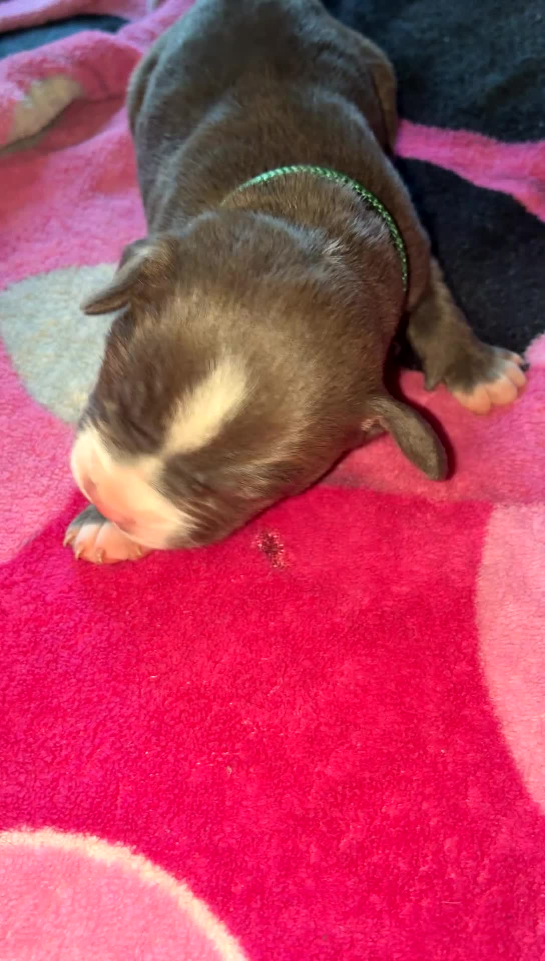 Mixed Breed dogs for sale: Mixed Breed Puppy 2 - Video 1