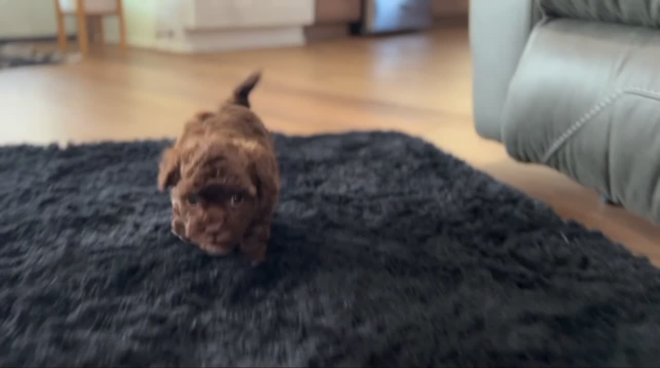 Havapoo dogs for sale: Millie - Video 1