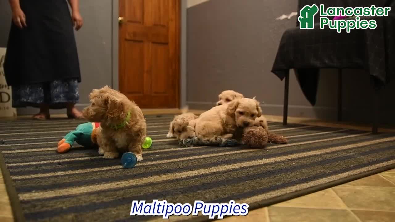 Maltipoo dogs for sale: Robin - Video 1