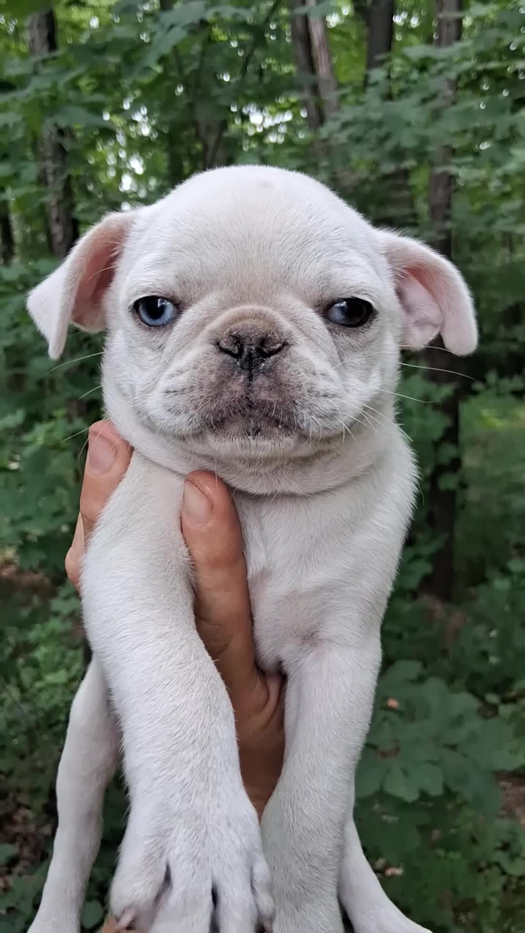 Pug dogs for sale: Kasper - Video 1