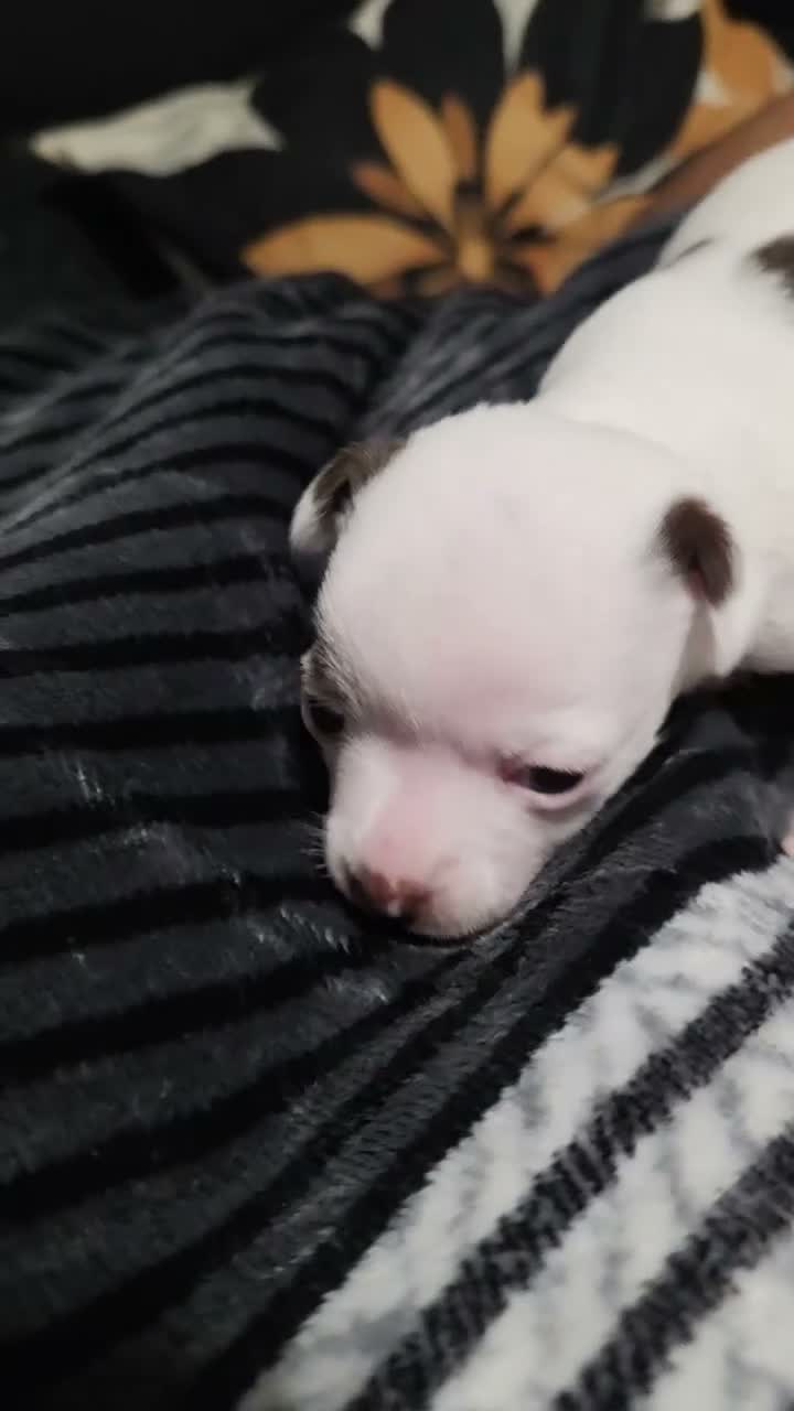 Chihuahua dogs for sale: Majesty - Video 1