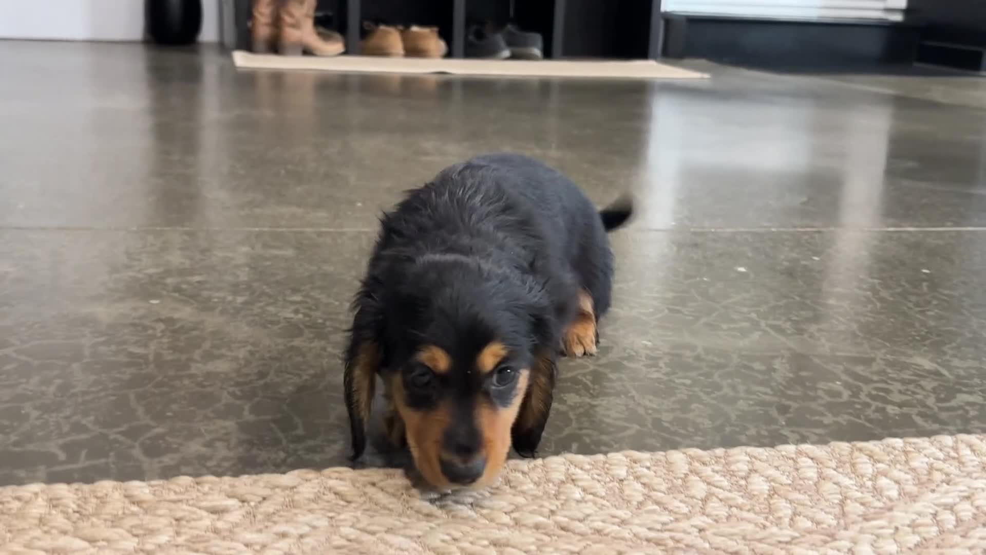 Miniature Dachshund dogs for sale: Cookie - Video 1
