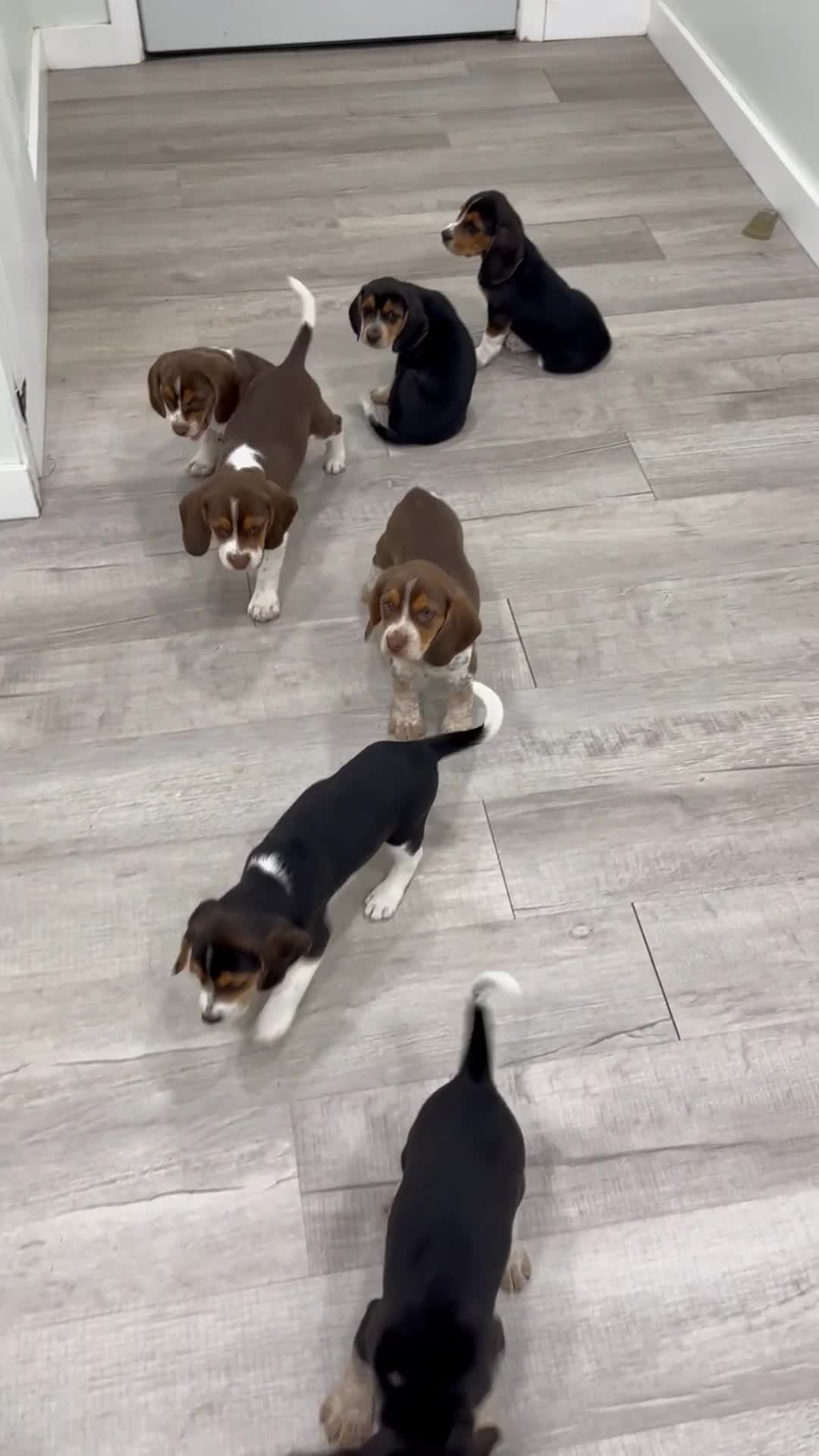 Beagle dogs for sale: Sadie - Video 2