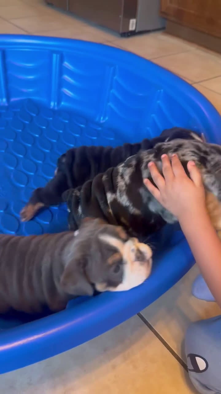 English Bulldog dogs for sale: English Bulldog Puppy 3 - Video 1