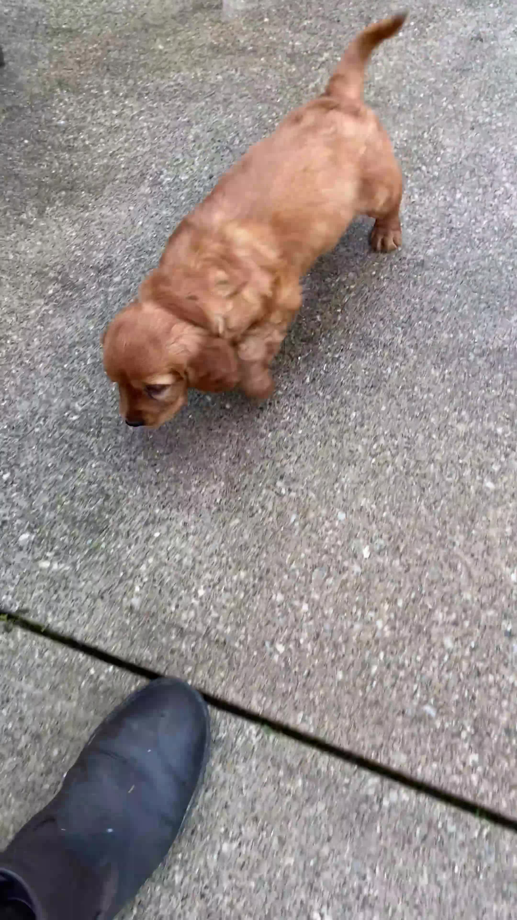 Miniature Golden Retriever dogs for sale: Max - Video 1