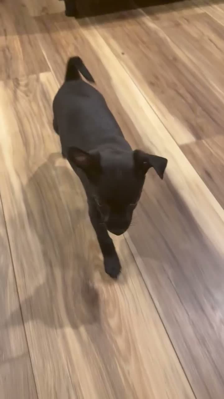 Chihuahua dogs for sale: Mike - Video 1