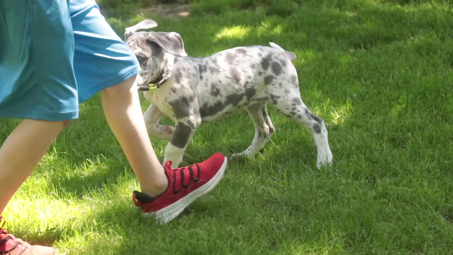 Great Dane dogs for sale: Stella - Video 1