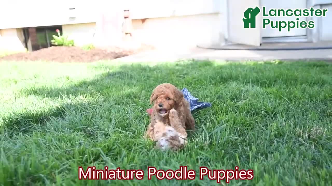 Miniature Poodle dogs for sale: Porter - Video 1